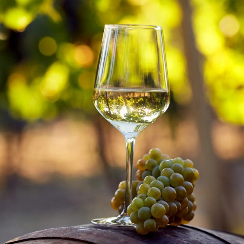 Các giống nho tạo nên rượu champagne