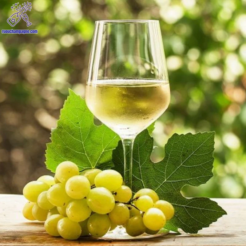Giống nho làm nên rượu Freixenet Asti Moscato